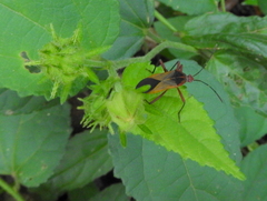 Hypselonotus bitrianguliger