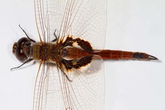 Tramea transmarina