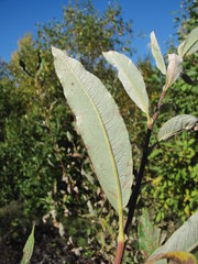 Salix gmelinii