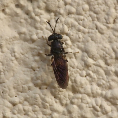 Black Soldier Fly (Hermetia illucens)