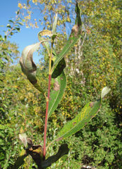 Salix gmelinii