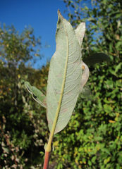 Salix gmelinii