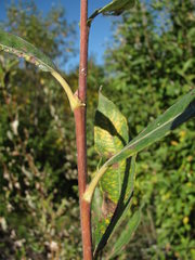 Salix gmelinii