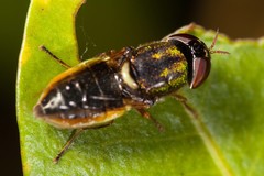 Odontomyia novaecaledoniae