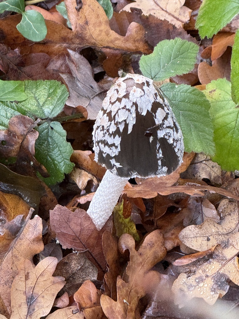 Coprinopsis picacea · November 2025 · photo: © cjoynson (iNaturalist, cc0)