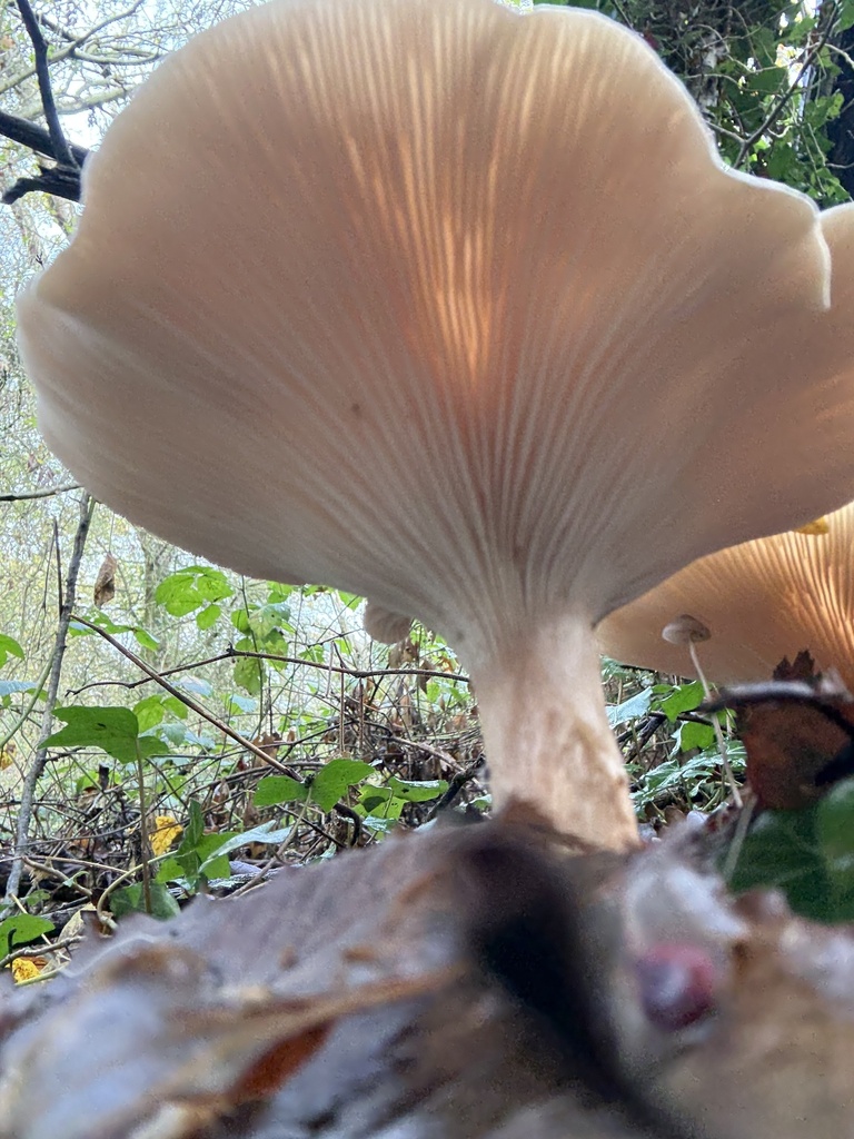 Infundibulicybe geotropa · November 2025 · photo: © cjoynson (iNaturalist, cc0)