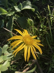 Arctotheca prostrata