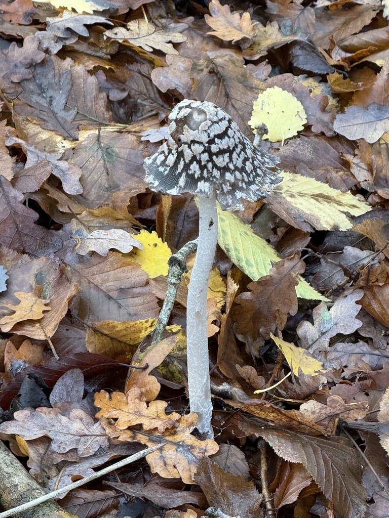 Coprinopsis picacea · November 2025 · photo: © cjoynson (iNaturalist, cc0)