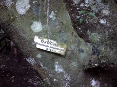 Brosimum alicastrum