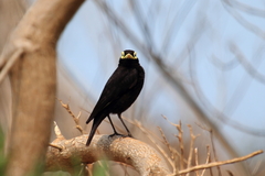 Hymenops perspicillatus