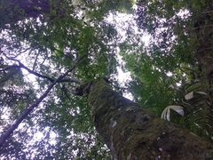 Brosimum alicastrum