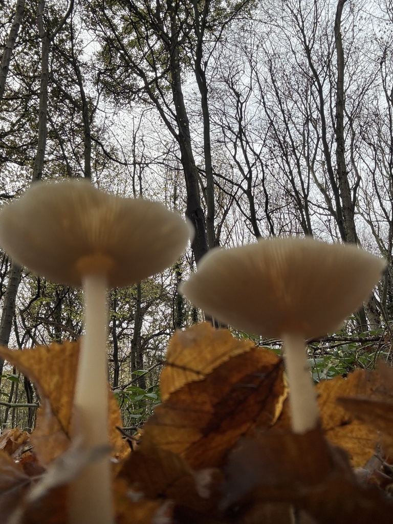 Rhodocollybia asema · November 2025 · photo: © cjoynson (iNaturalist, cc0)