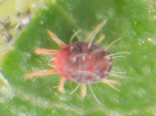 Tetranychidae