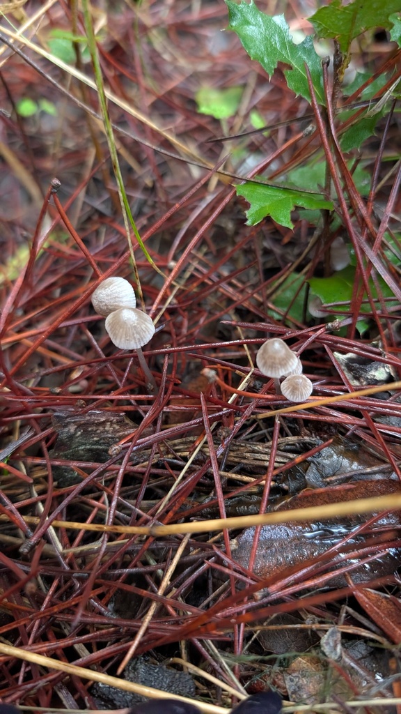 Mycena clavicularis · November 2025 · photo: © amonsalvesr (iNaturalist, cc-by)