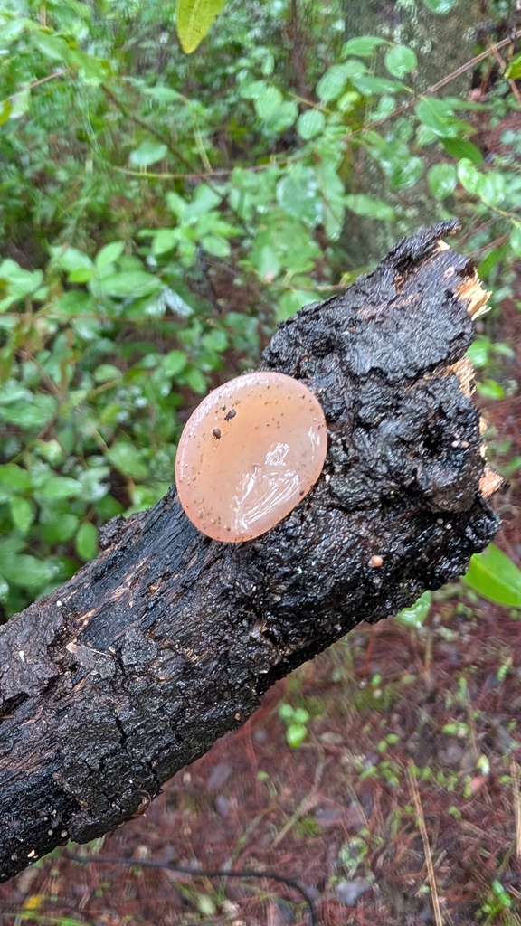 Auricularia auricula-judae · November 2025 · photo: © amonsalvesr (iNaturalist, cc-by)