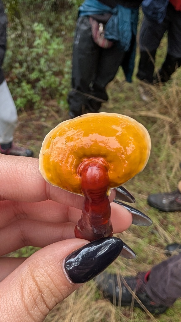 Ganoderma lucidum · November 2025 · photo: © amonsalvesr (iNaturalist, cc-by)