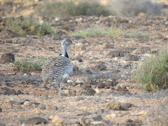 Chlamydotis undulata