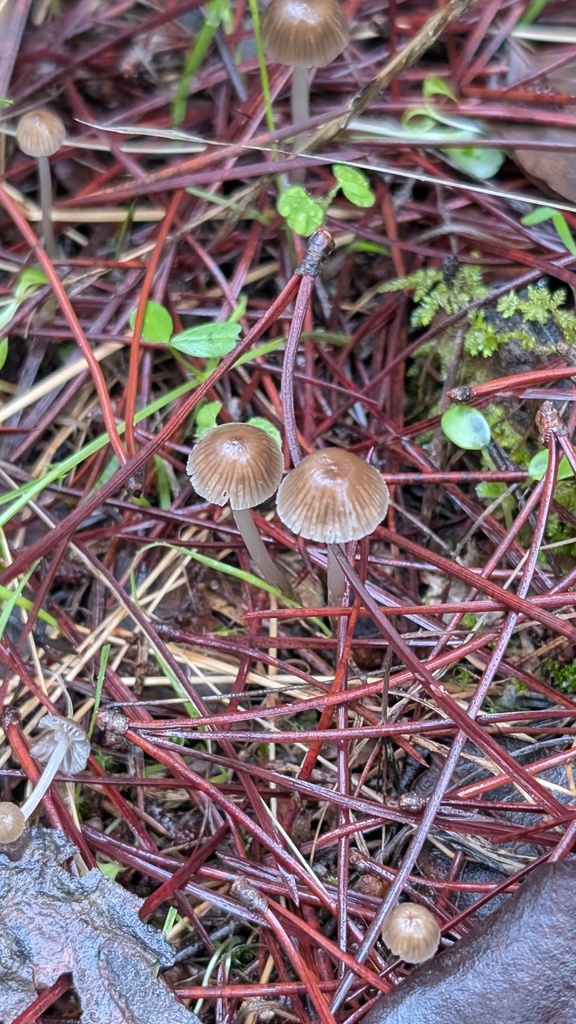 Mycena clavicularis · November 2025 · photo: © amonsalvesr (iNaturalist, cc-by)