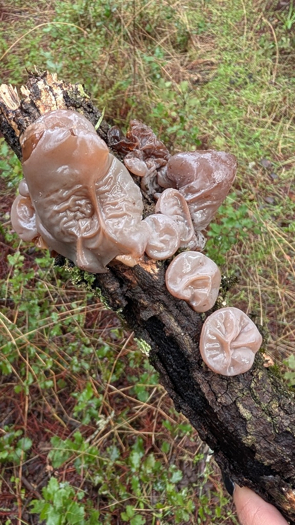 Auricularia auricula-judae · November 2025 · photo: © amonsalvesr (iNaturalist, cc-by)