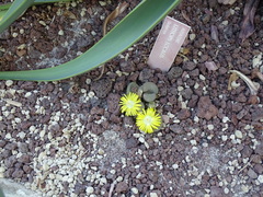 Lithops localis