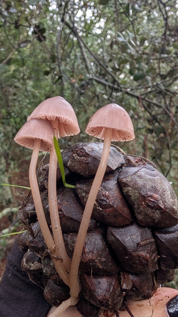 Mycena seynii · November 2025 · photo: © amonsalvesr (iNaturalist, cc-by)