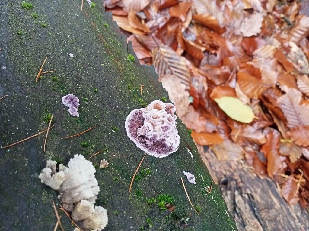 Chondrostereum purpureum · November 2025 · photo: © lucie_karna (iNaturalist, cc0)