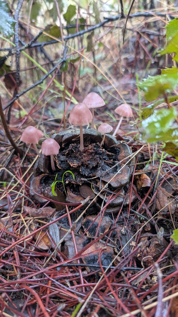 Mycena seynii · November 2025 · photo: © amonsalvesr (iNaturalist, cc-by)