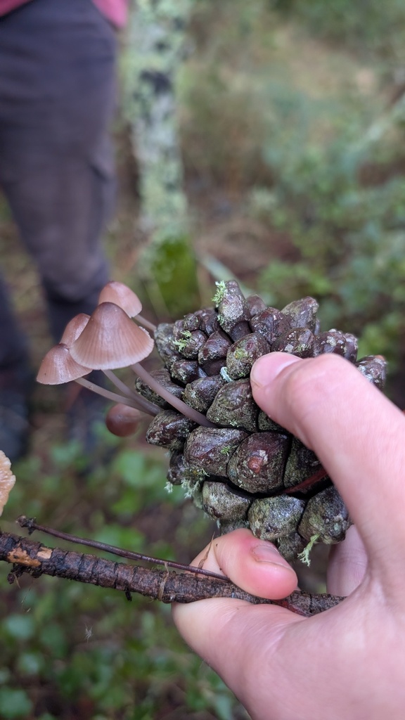Mycena seynii · November 2025 · photo: © amonsalvesr (iNaturalist, cc-by)