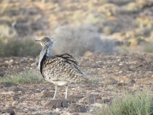 Avutarda hubara africana (Chlamydotis undulata)