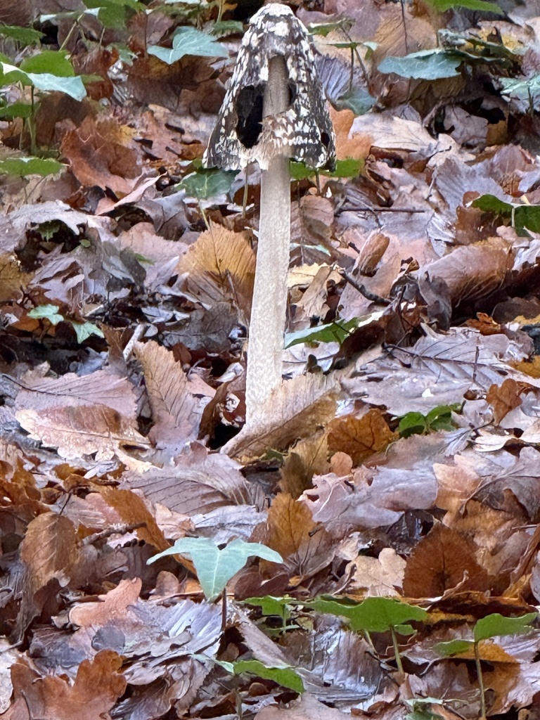Coprinopsis picacea · November 2025 · photo: © cjoynson (iNaturalist, cc0)