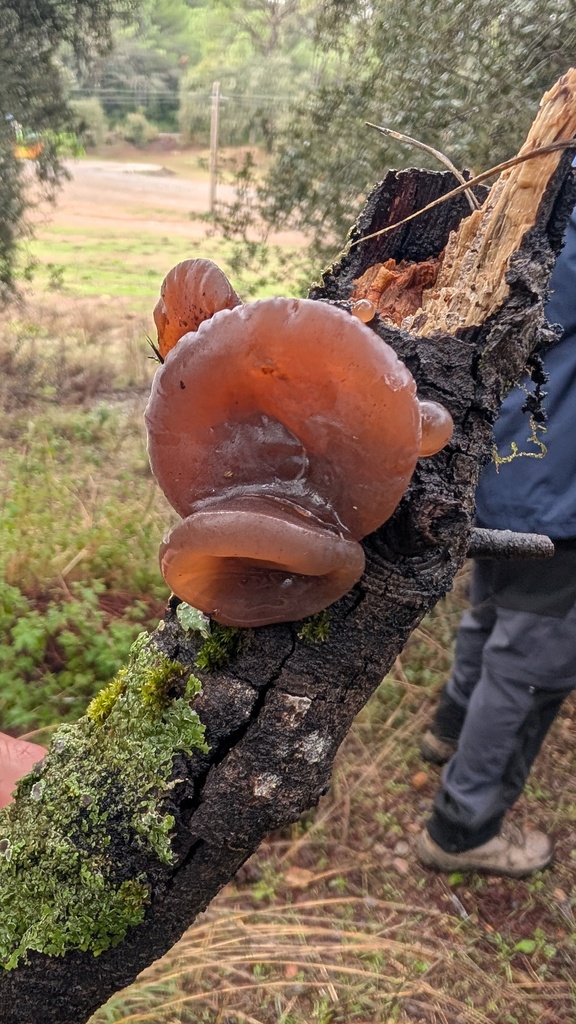 Auricularia auricula-judae · November 2025 · photo: © amonsalvesr (iNaturalist, cc-by)