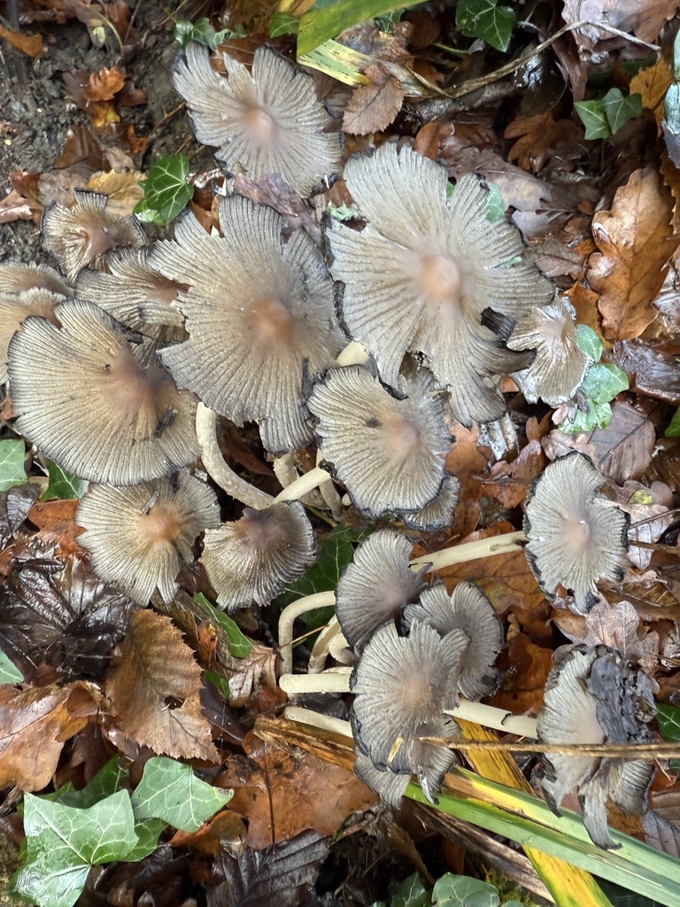 Micacei · November 2025 · photo: © cjoynson (iNaturalist, cc0)