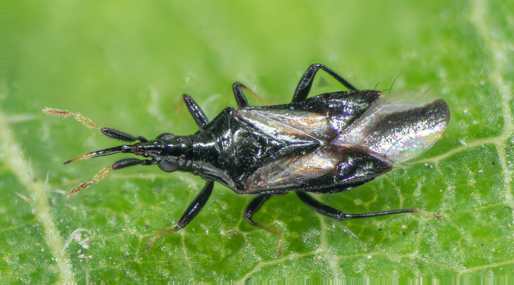 Minute pirate bug