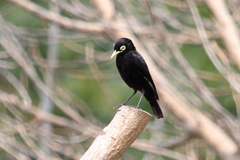 Hymenops perspicillatus