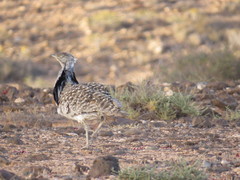 Chlamydotis undulata