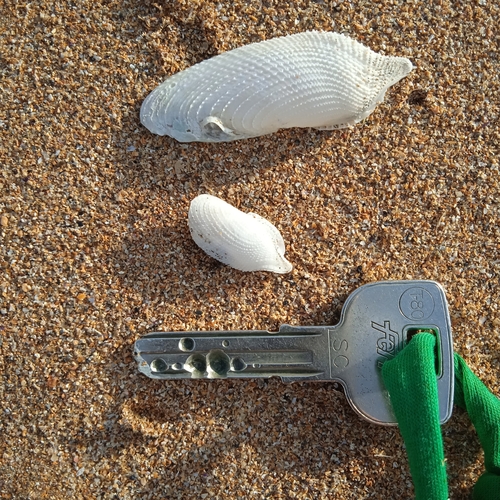 Pholas dactylus