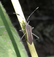 Plapigus circumcinctus