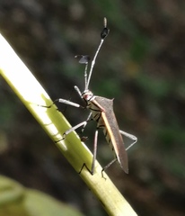 Plapigus circumcinctus