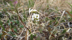 Draba lactea