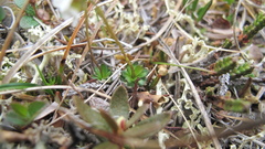 Draba lactea