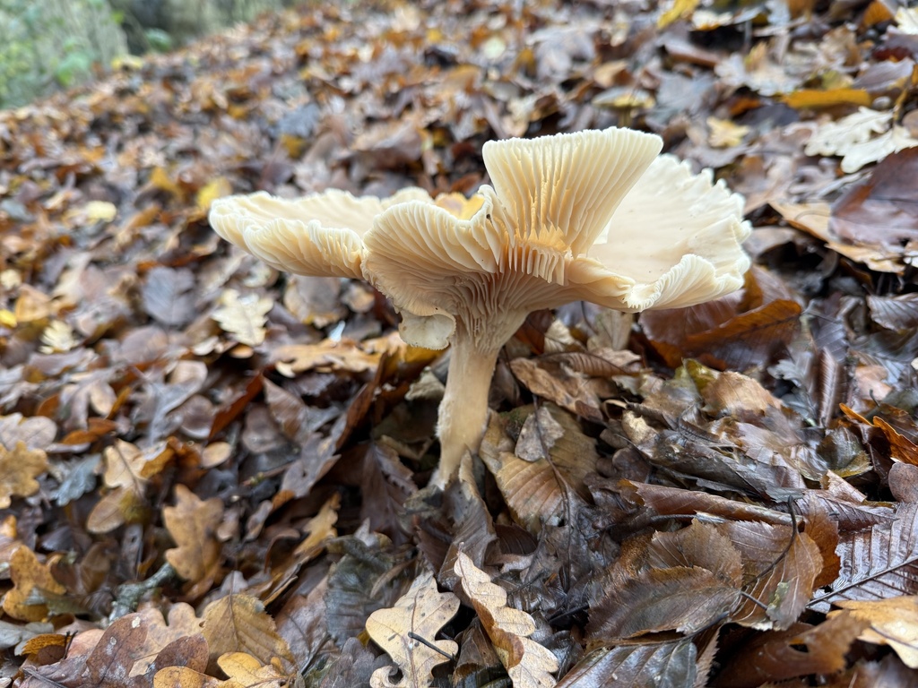 Infundibulicybe geotropa · November 2025 · photo: © cjoynson (iNaturalist, cc0)