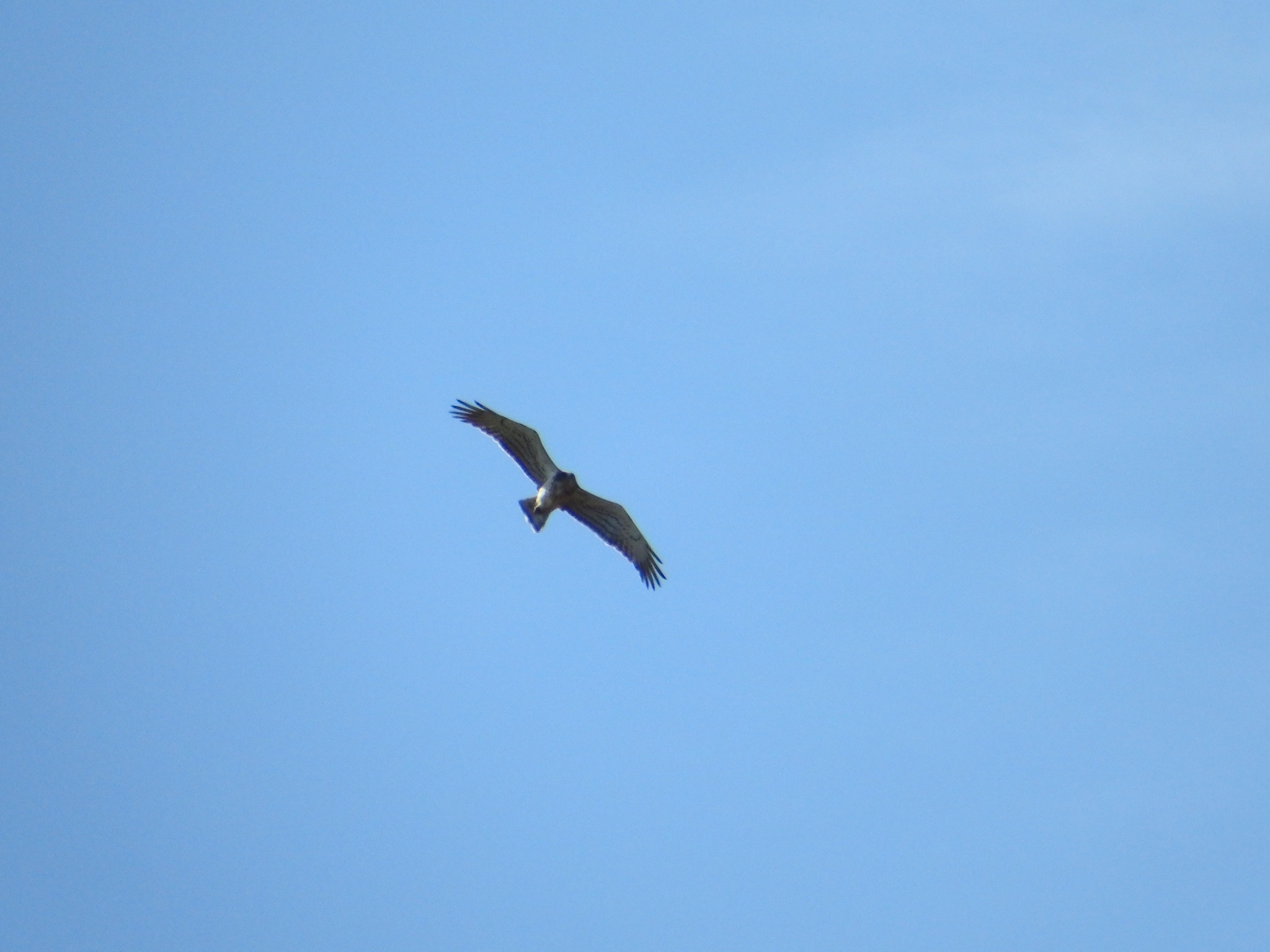 Short-toed Snake Eagle