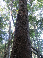 Metopium brownei