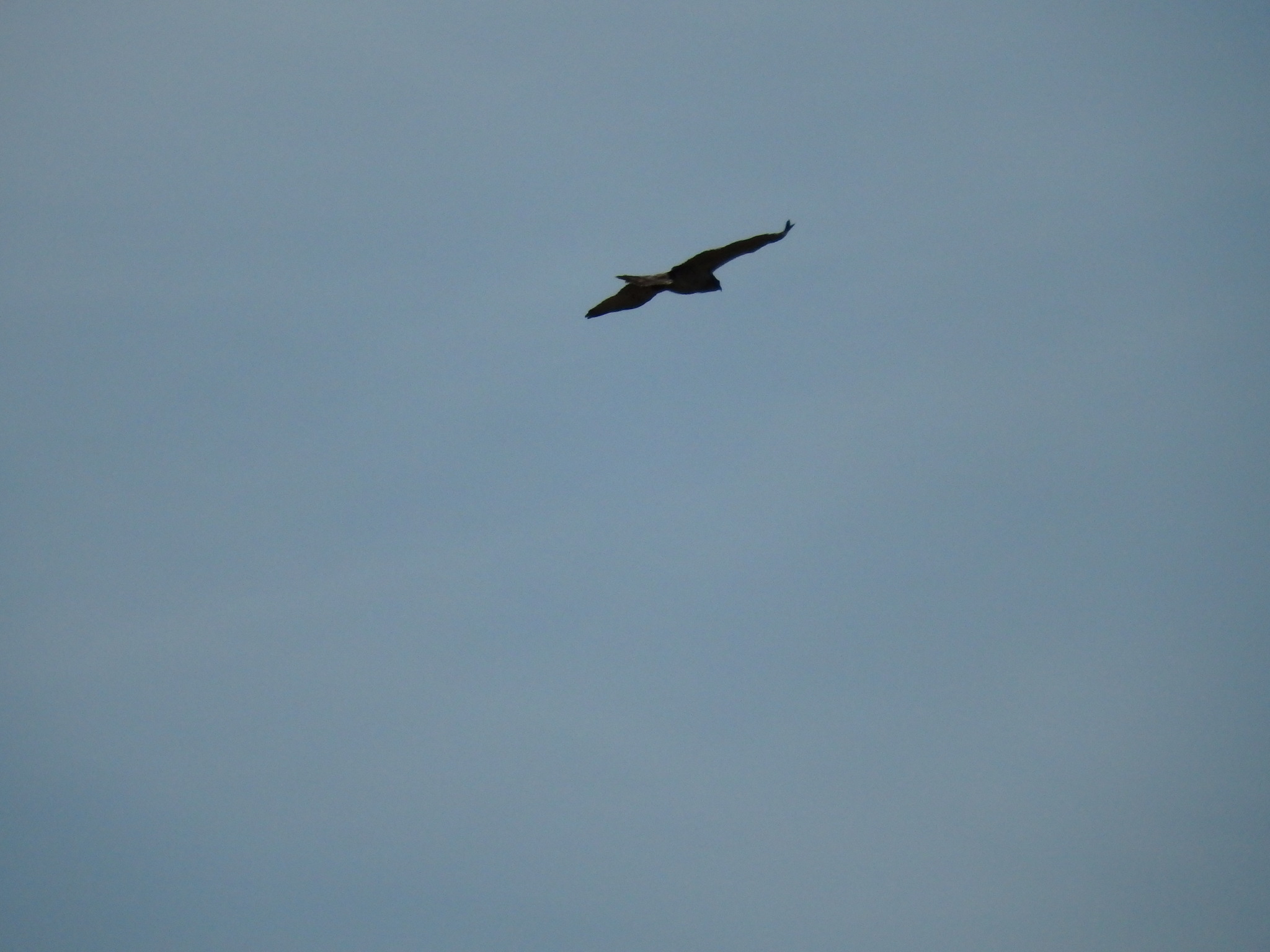 Short-toed Snake Eagle