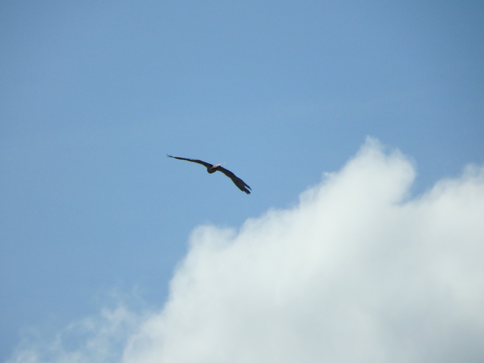 Short-toed Snake Eagle