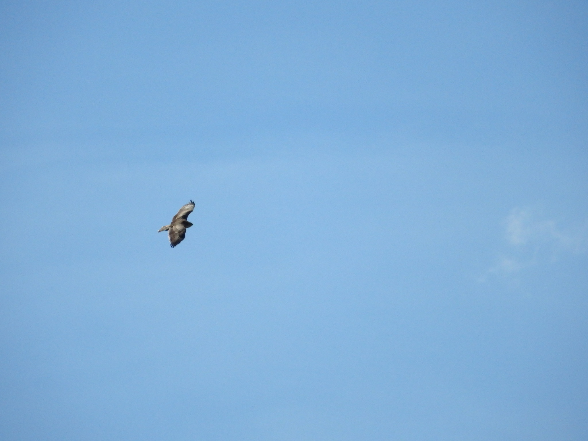 Short-toed Snake Eagle