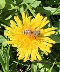 Apis mellifera