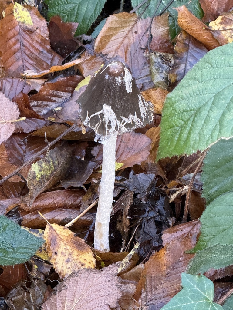 Coprinopsis picacea · November 2025 · photo: © cjoynson (iNaturalist, cc0)