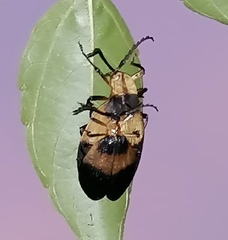 Lycus sallaei