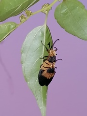 Lycus sallaei